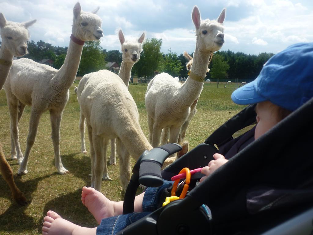 De Alpacaboerderij Διαμέρισμα Μπόχολτ Εξωτερικό φωτογραφία