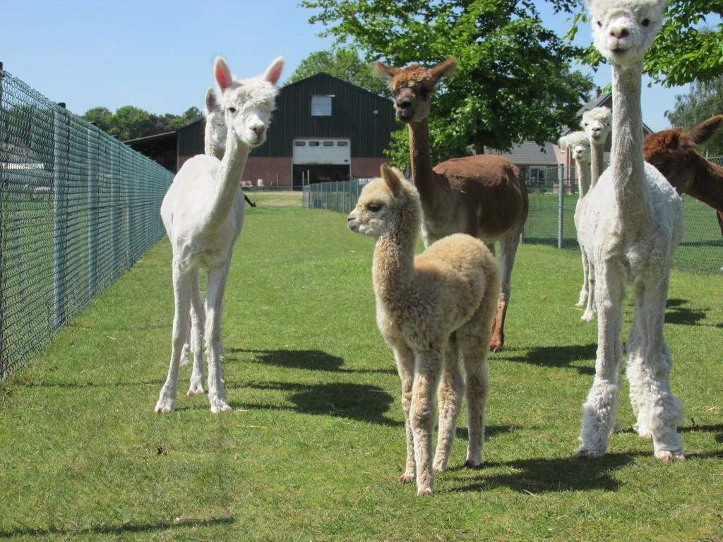 De Alpacaboerderij Διαμέρισμα Μπόχολτ Εξωτερικό φωτογραφία